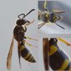 Ancistrocerus sp.